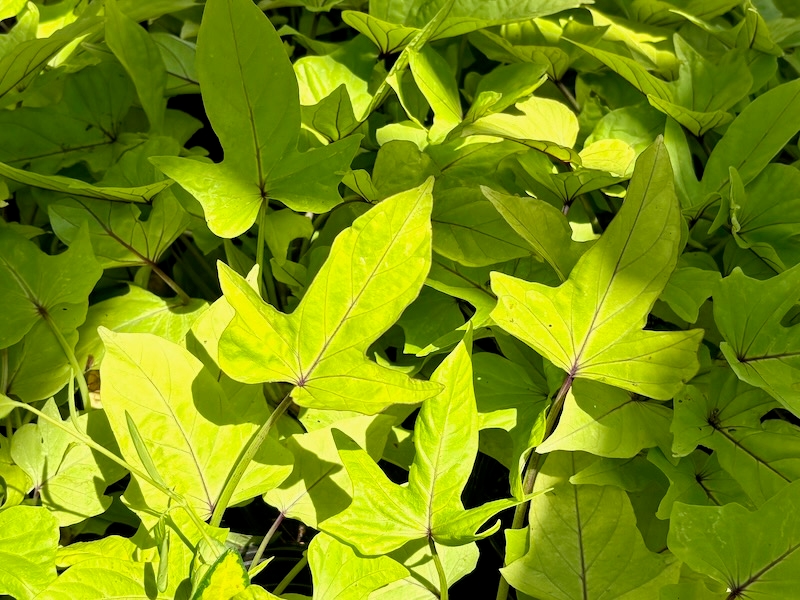 Ipomoea-batatas-FloraMia-Limon-Wedge | Online Flower Garden FloraMia Limon Wedge, Ipomoea batatas 'FloraMia Limon Wedge'