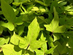 Ipomoea batatas 'FloraMia Limon Wedge' | Online Flower Garden
