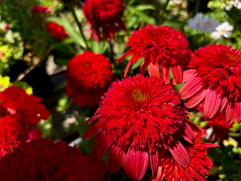 Echinacea Double Scoop™ 'Strawberry Deluxe'