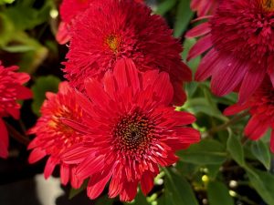 Echinacea Double Scoop™ 'Strawberry Deluxe' | Online Flower Garden