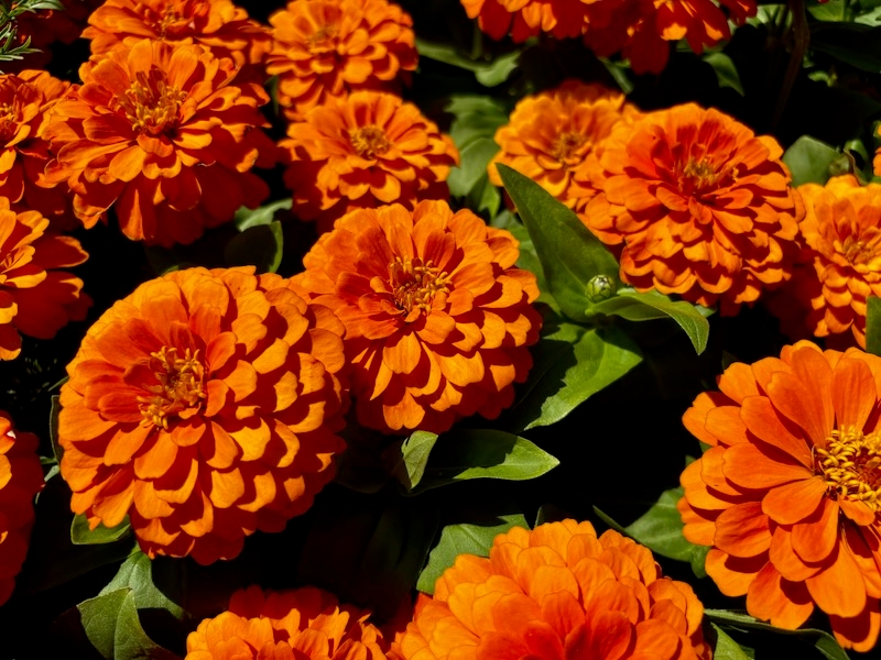 Zinnia-Elegans-Magellan-Orange | Online Flower Garden Zinnia Elegans 'Magellan™ Orange'