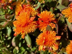 Portulaca 'ColorBlast Double Orange' | Online Flower Garden