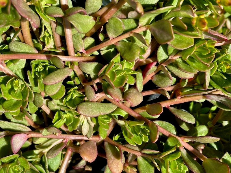 Portulaca -ColorBlast-Double-Orange | Online Flower Garden Portulaca 'ColorBlast Double Orange'