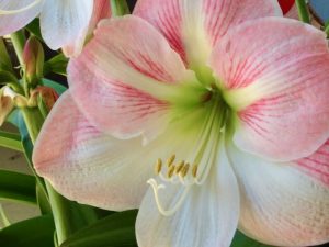 Amaryllis or Hippeastrum ‘Apple Blossom’
