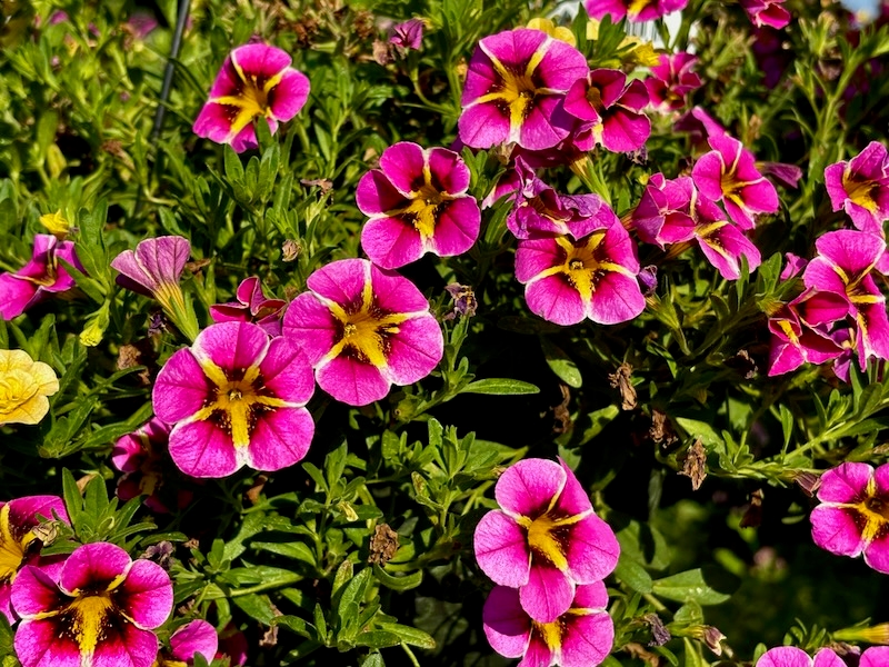 Calibrachoa-MiniFamous-Neo-Pink-Hawaii | Online Flower Garden Calibrachoa 'MiniFamous® Neo Pink Hawaii'