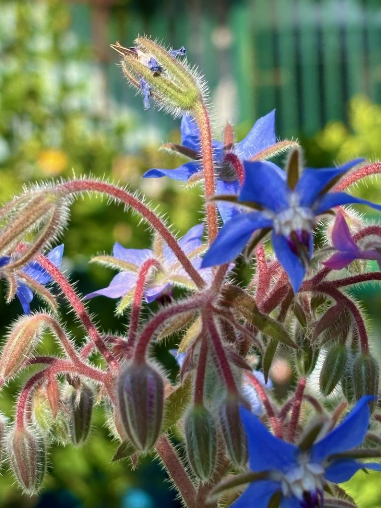 Borago-officinalis | Online Flower Garden Borago officinalis