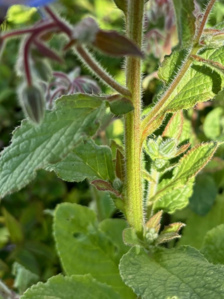 Borago-officinalis | Online Flower Garden Borago officinalis