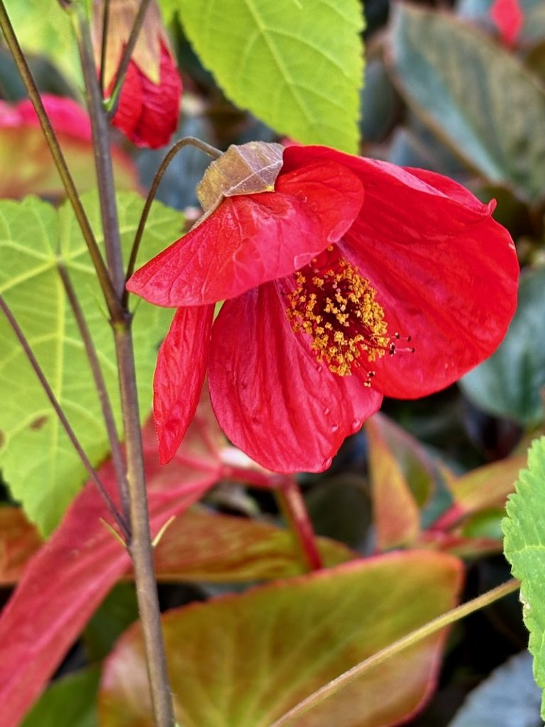 Abutilon-Lucky-Lantern-Red | Online Flower Garden Abutilon ‘Lucky Lantern Red’
