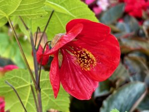 Abutilon ‘Lucky Lantern Red’ | Online Flower Garden