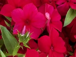 Phlox drummondii 'PHLOXSTAR™ Red' | Online Flower Garden