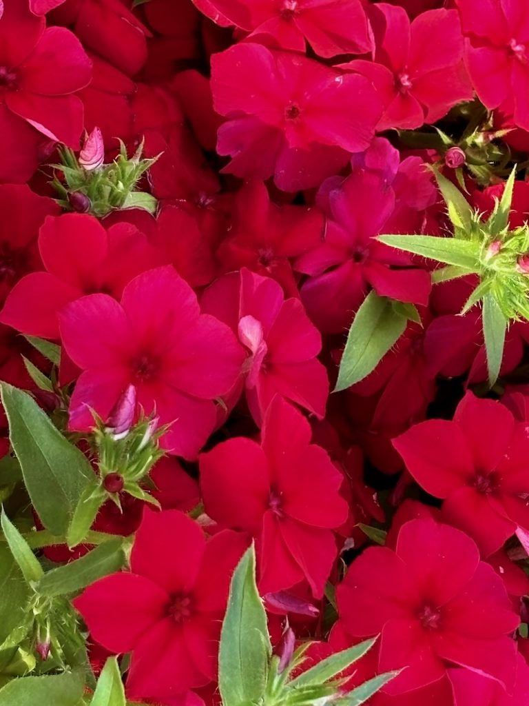 Phlox-drummondii-PHLOXSTAR-Red | Online Flower Garden Phlox drummondii 'PHLOXSTAR™ Red'