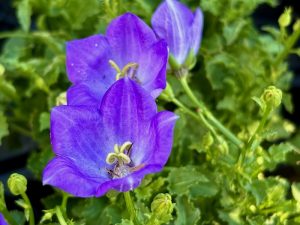 Campanula 'Cariboo™ Blue'