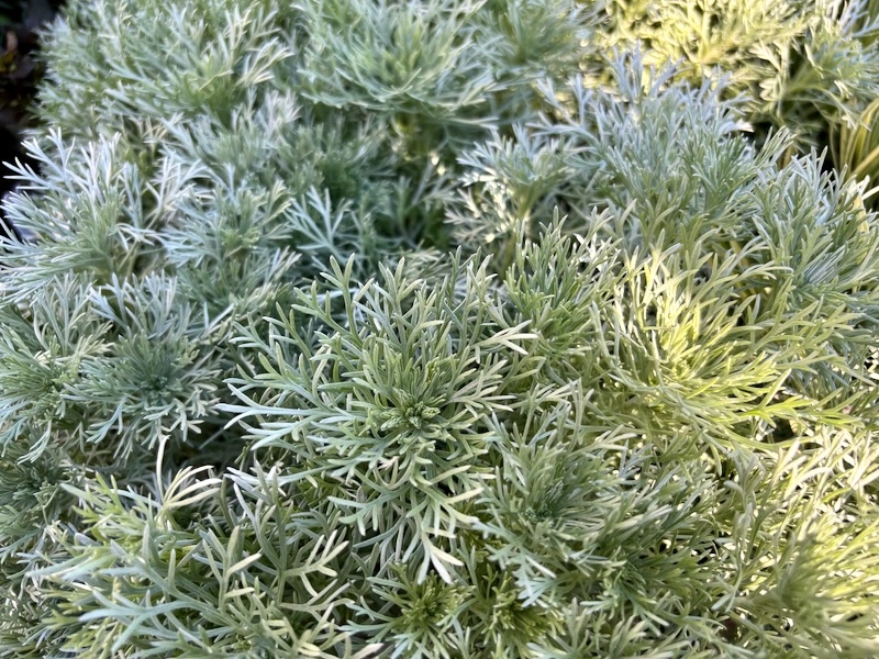 Artemisia schmidtiana ‘Silver Mound’