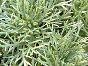 Artemisia schmidtiana ‘Silver Mound’