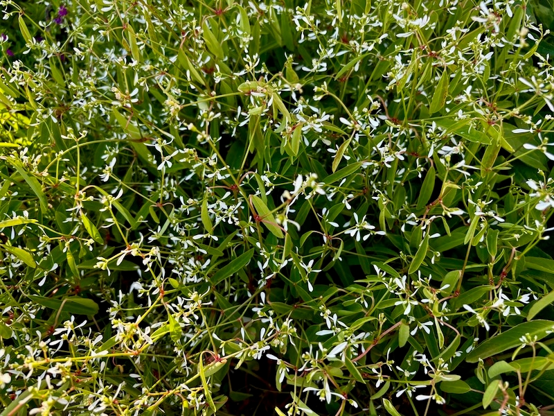 Euphorbia hypericifolia 'Breathless® White'