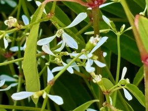 Euphorbia hypericifolia 'Breathless® White' | Online Flower Garden