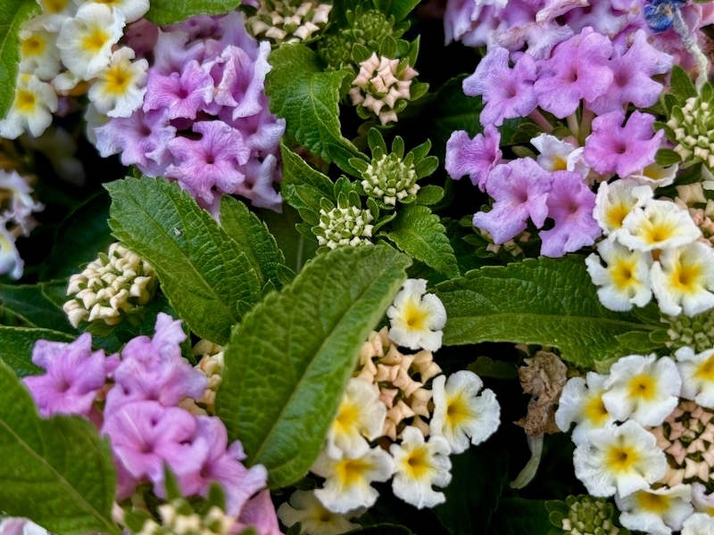 Lantana 'Little Lucky™ Lavender'