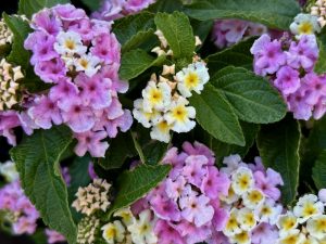 Lantana 'Little Lucky™ Lavender' | Online Flower Garden