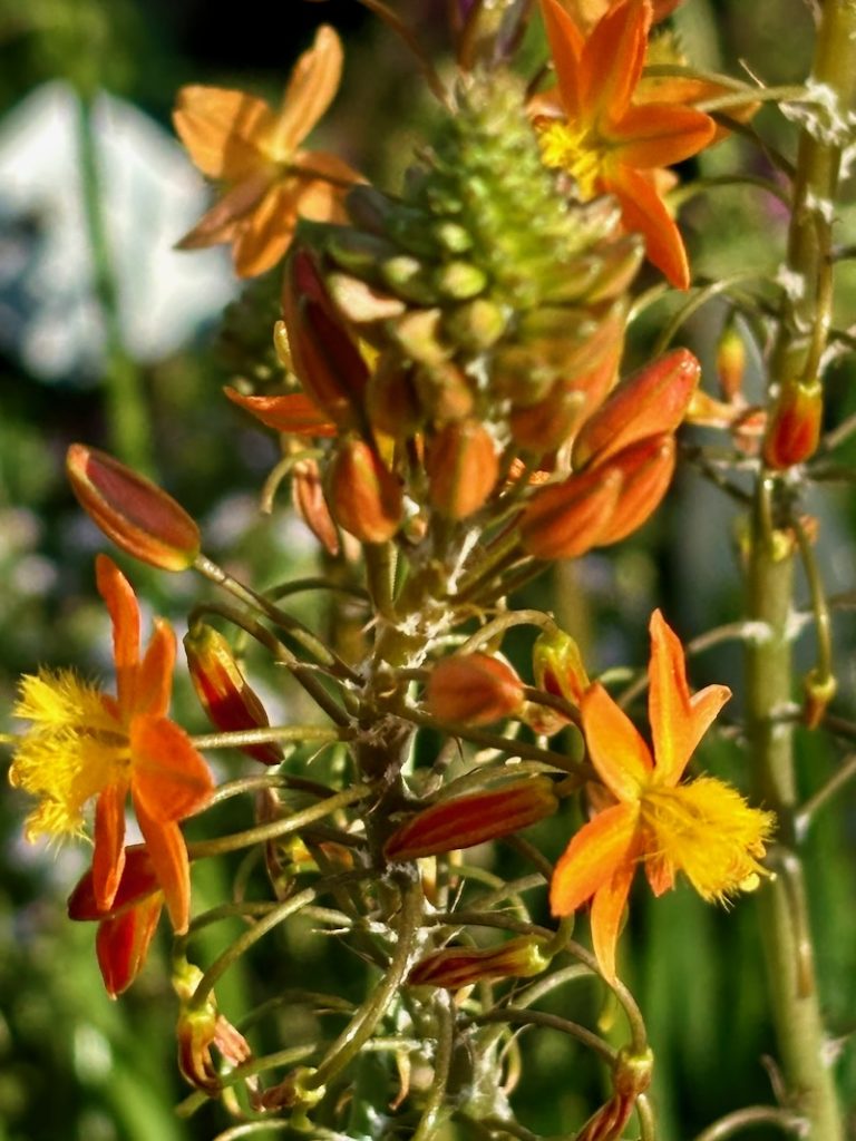Bulbine frutescens