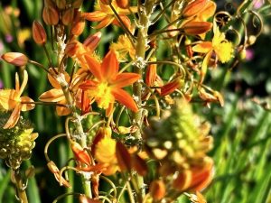 Bulbine frutescens