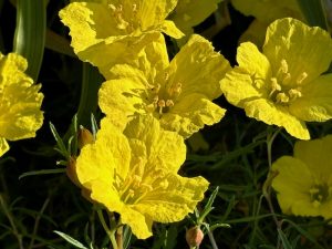 Calylophus hartwegii ‘Texas Gold’