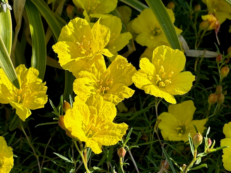 Calylophus hartwegii ‘Texas Gold’