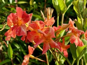 Dipladenia 'Diamantina™ Coral Orange Sunrise'