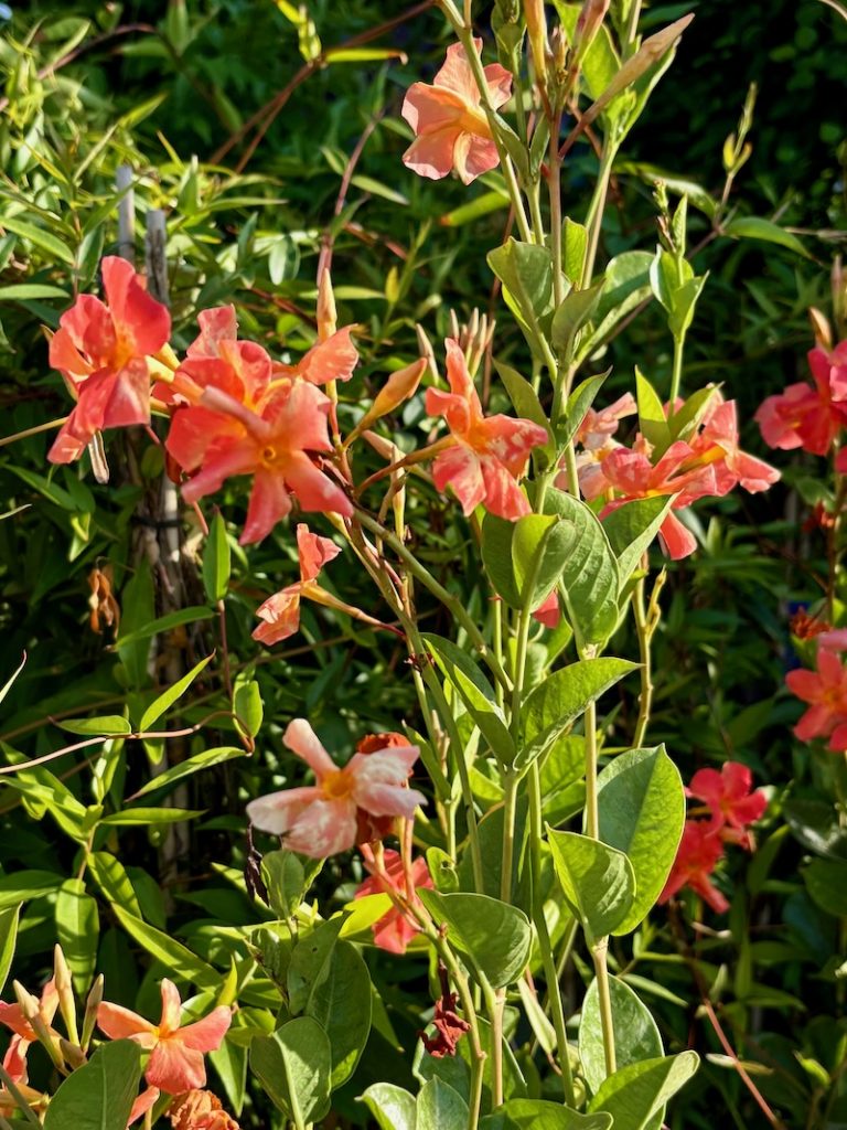Dipladenia 'Diamantina-Coral-Orange-Sunrise | Online Flower Garden Dipladenia 'Diamantina™ Coral Orange Sunrise'