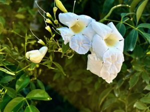Pandorea jasminoides 'Lady Di'
