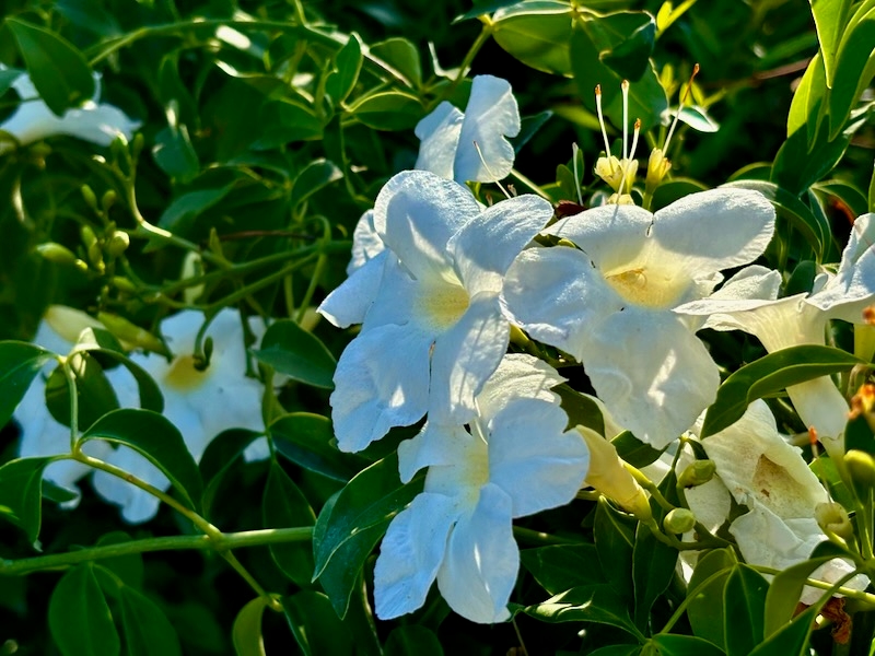Pandorea-jasminoides-Lady-Di | Online Flower Garden Pandorea jasminoides 'Lady Di'
