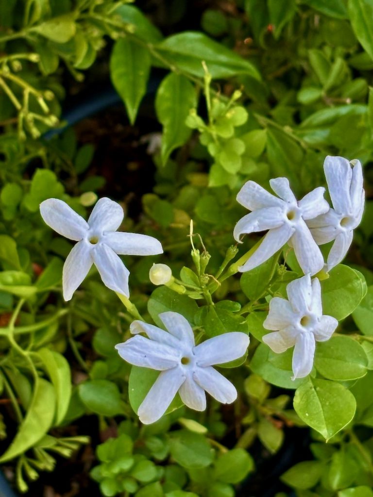 Jasminum laurifolium f. nitidum