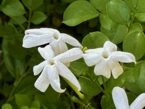 Jasminum laurifolium f. nitidum