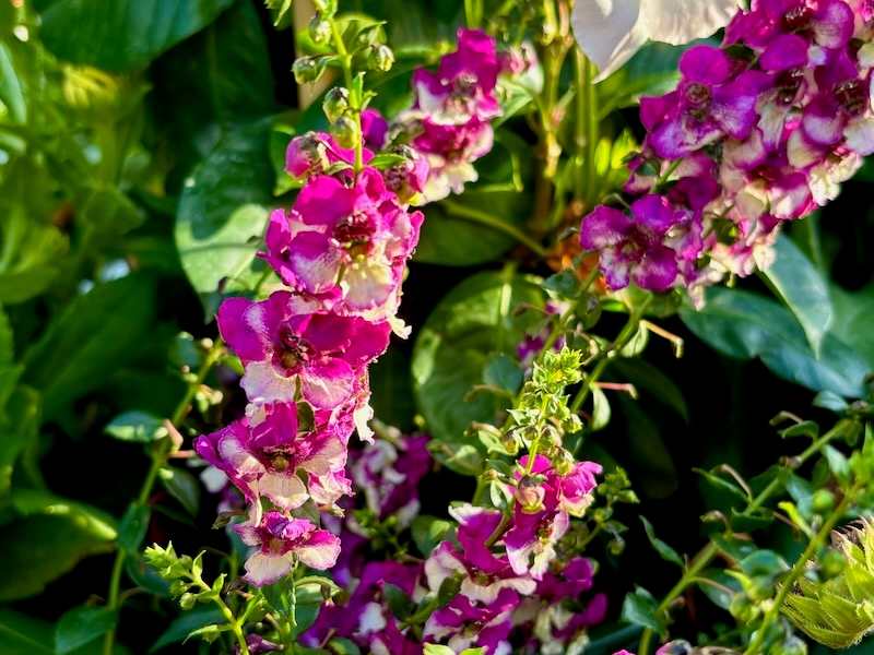 Angelonia 'AngelDance™ Fuchsia Bicolor'