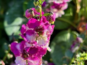 Angelonia 'AngelDance™ Fuchsia Bicolor' | Online Flower Garden