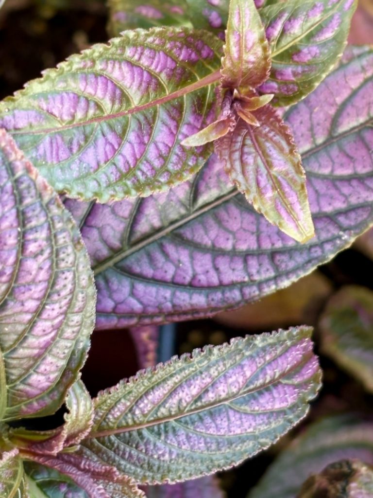 Strobilanthes dyerianus, Persian Shield