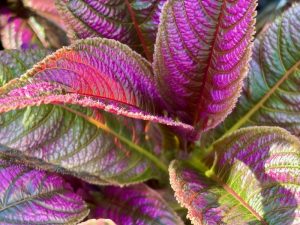 Strobilanthes dyerianus or Persian Shield | Online Flower Garden