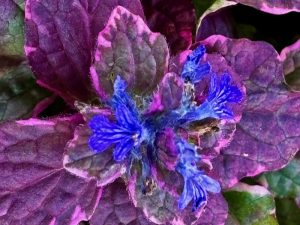 Ajuga reptans 'Burgundy Glow'