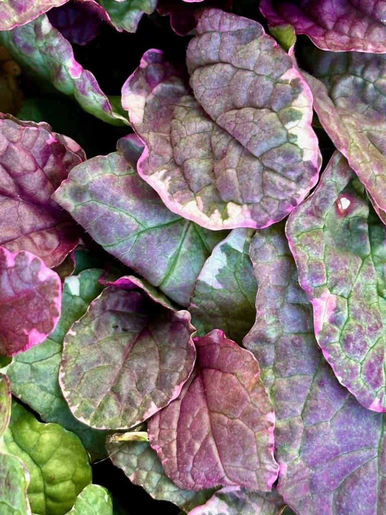 Ajuga reptans 'Burgundy Glow'