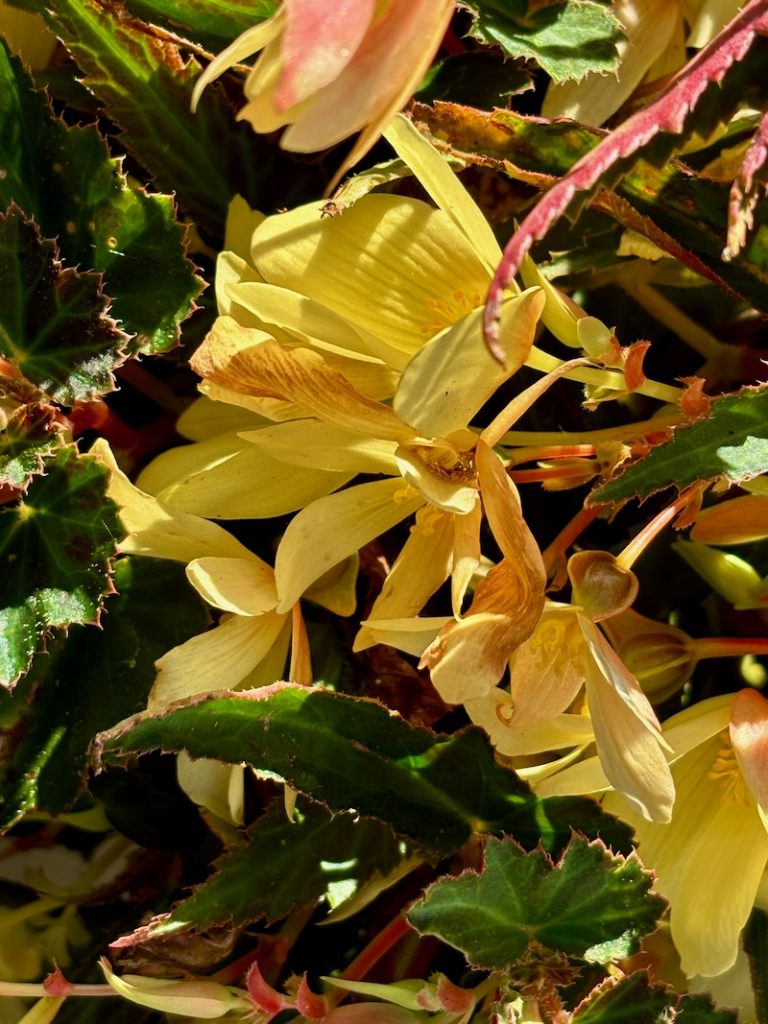Begonia boliviensis 'Bossa Nova® Yellow'