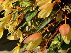 Begonia boliviensis 'Bossa Nova® Yellow' | Online Flower Garden