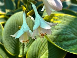 Hosta sieboldiana 'Frances Williams' | Online Flower Garden