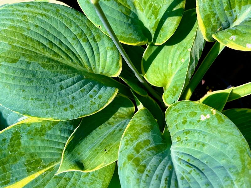 Hosta-sieboldiana-Frances-Williams | Online Flower Garden Hosta sieboldiana 'Frances Williams'