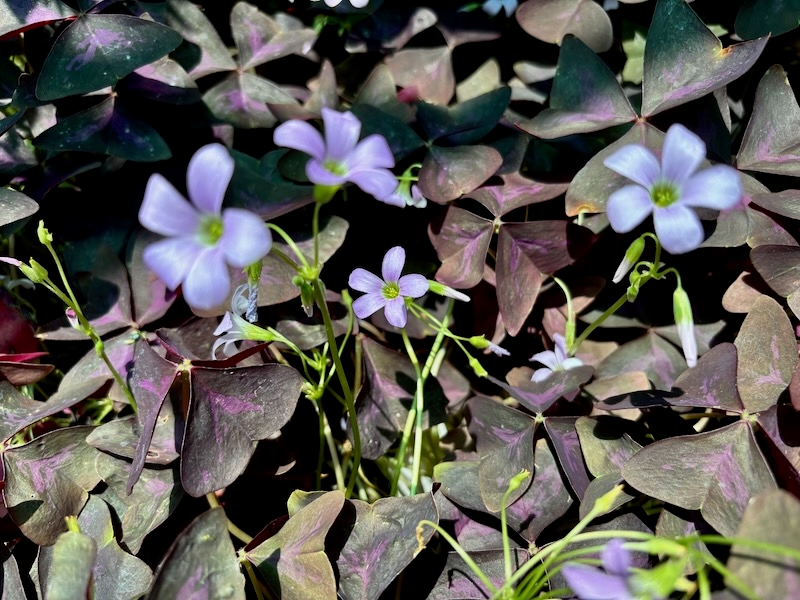 Oxalis triangularis