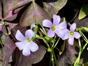 Oxalis triangularis | Online Flower Garden