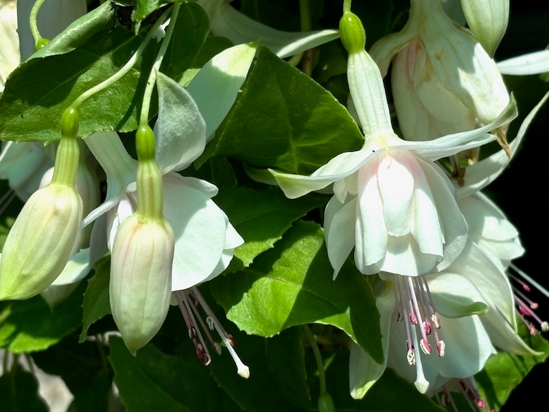 Fuchsia-Annabel-Annabelle-White | Online Flower Garden Fuchsia ‘Annabel’ or 'Annabelle White'