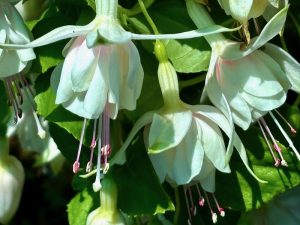 Fuchsia ‘Annabel’ or 'Annabelle White' | Online Flower Garden