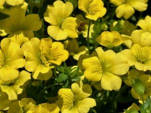 Mecardonia ‘Little Sunshine’ | Online Flower Garden