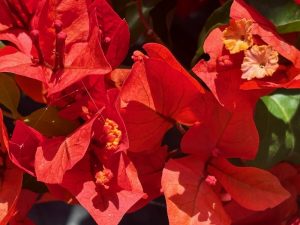 Bougainvillea 'Flame'
