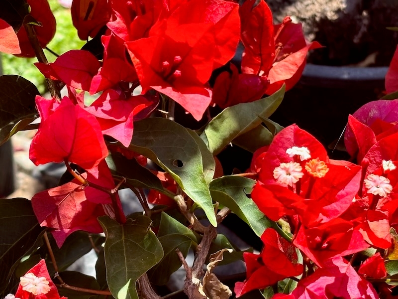 Bougainvillea-Flame | Online Flower Garden Bougainvillea 'Flame'