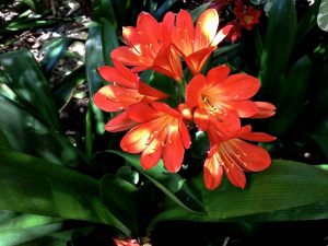 Clivia miniata or Kaffir Lily